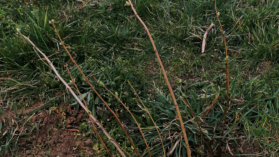 Plantation d’une haie champêtre !