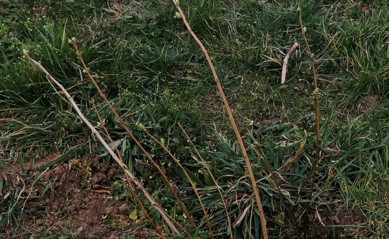 Plantation d’une haie champêtre !